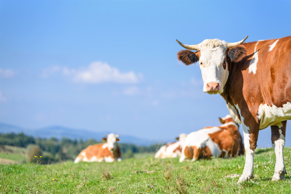 北京汛期到來 動物防疫“十要十不要”要收藏