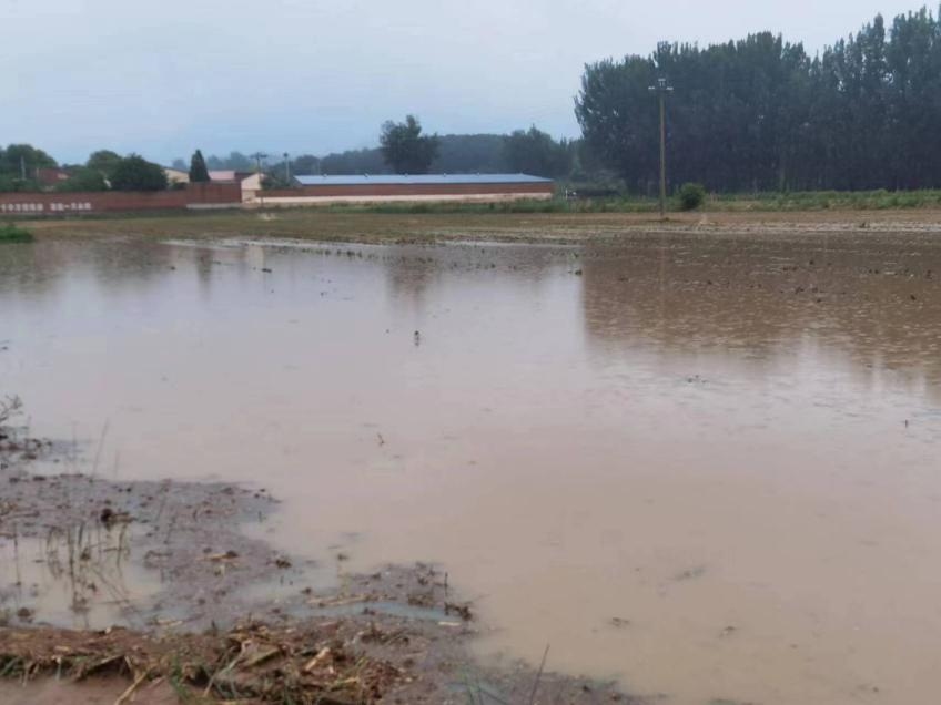 強(qiáng)降雨過后 大豆管理貴在及時(shí)