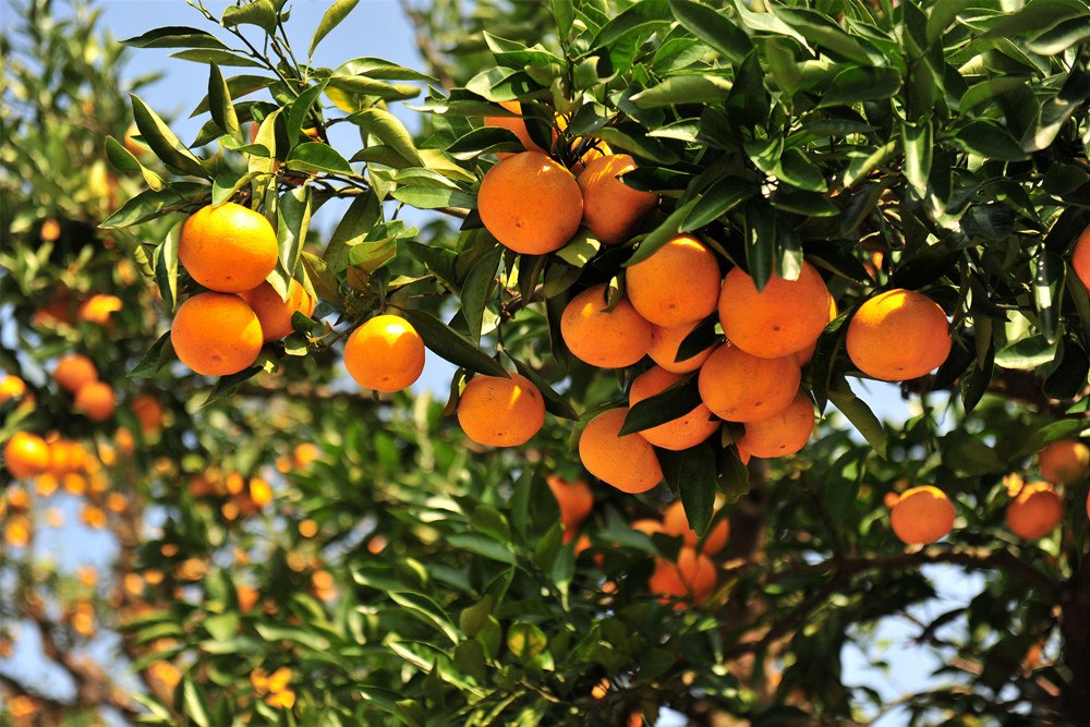 四項農(nóng)產(chǎn)品生產(chǎn)質(zhì)量安全控制規(guī)范將于2023年1月1日實施